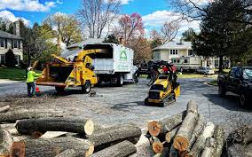 Best Tree Maintenance Programs  in Ansonia, OH