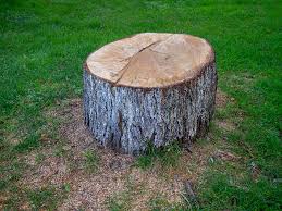 Best Tree Disease Treatment  in Ansonia, OH