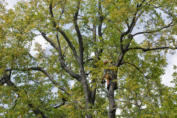 Best Storm Damage Tree Cleanup  in Ansonia, OH